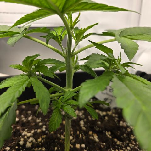 Grow No°2 - Blueberry Zkittlez #2 growlog timeline photo