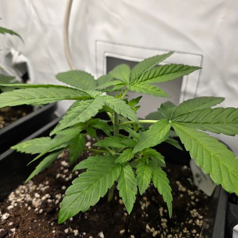 Grow No°2 - Blueberry Zkittlez #2 growlog timeline photo