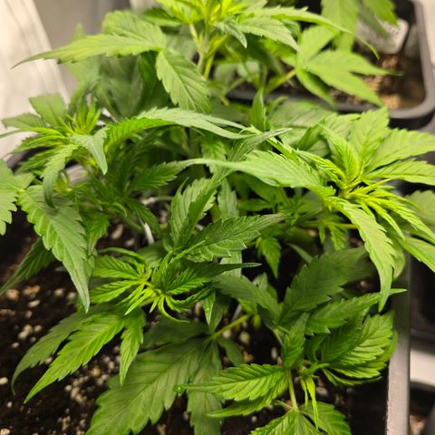 Grow No°2 - Purple Bud #1 growlog timeline photo