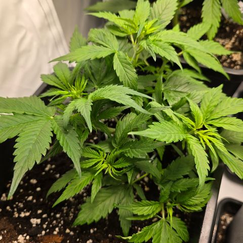 Grow No°2 - Purple Bud #1 growlog timeline photo