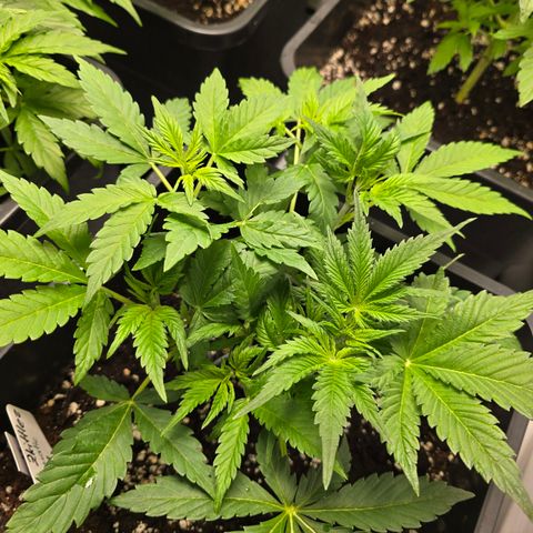 Grow No°2 - Blueberry Zkittlez #1 growlog timeline photo