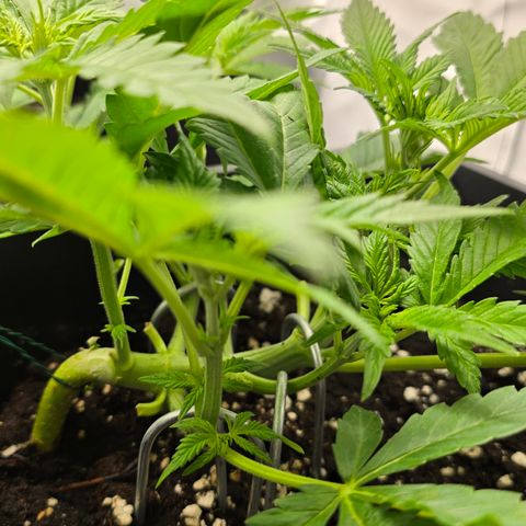 Grow No°2 - Blueberry Zkittlez #1 growlog timeline photo