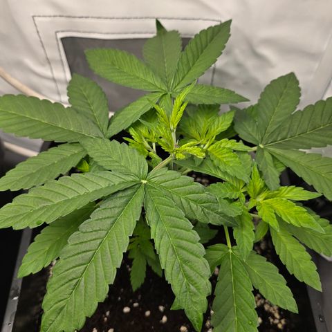 Grow No°2 - Blueberry Zkittlez #2 growlog timeline photo