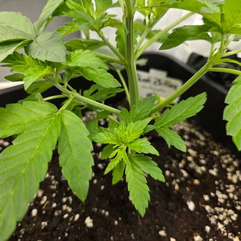 Grow No°2 - Blueberry Zkittlez #2 growlog timeline photo