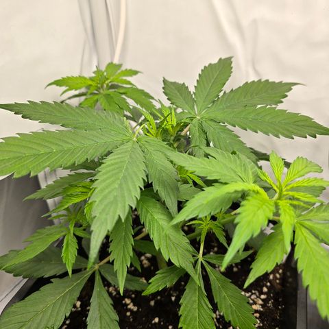 Grow No°2 - Purple Bud #2 growlog timeline photo