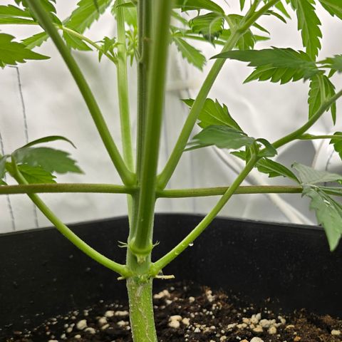Grow No°2 - Purple Bud #2 growlog timeline photo