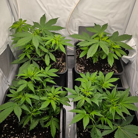 Grow No°2 - Purple Bud #1 growlog timeline photo