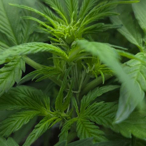 Grow No°2 - Purple Bud #1 growlog timeline photo