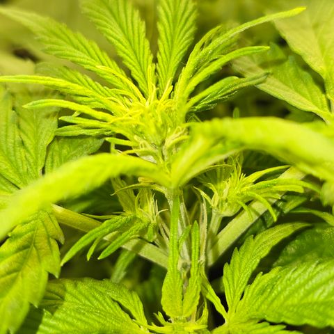 Grow No°2 - Purple Bud #1 growlog timeline photo