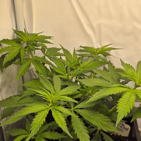 Grow No°2 - Purple Bud #2 growlog timeline photo