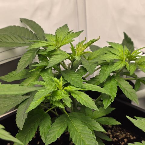 Grow No°2 - Blueberry Zkittlez #2 growlog timeline photo