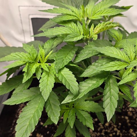 Grow No°2 - Blueberry Zkittlez #2 growlog timeline photo