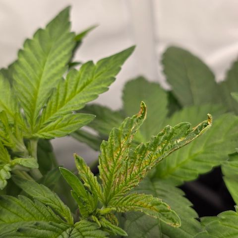 Grow No°2 - Blueberry Zkittlez #2 growlog timeline photo