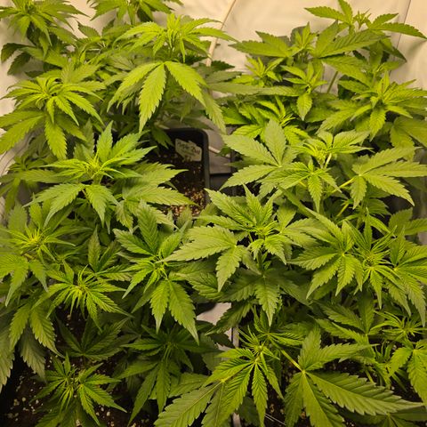 Grow No°2 - Purple Bud #1 growlog timeline photo