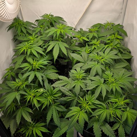 Grow No°2 - Purple Bud #1 growlog timeline photo