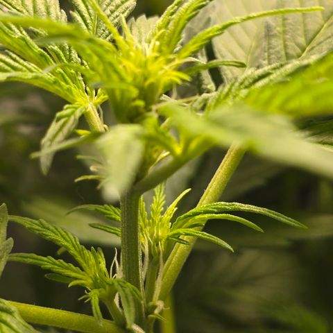 Grow No°2 - Purple Bud #1 growlog timeline photo