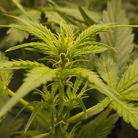 Grow No°2 - Purple Bud #1 growlog timeline photo
