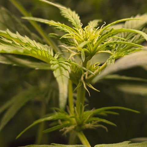 Grow No°2 - Purple Bud #1 growlog timeline photo