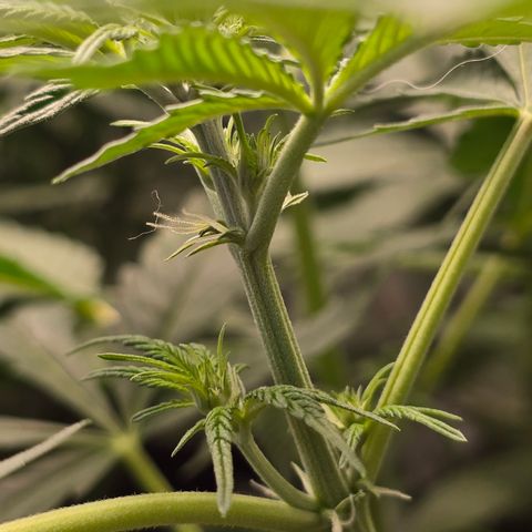 Grow No°2 - Blueberry Zkittlez #1 growlog timeline photo