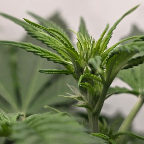 Grow No°2 - Blueberry Zkittlez #1 growlog timeline photo
