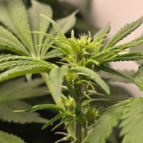 Grow No°2 - Blueberry Zkittlez #1 growlog timeline photo