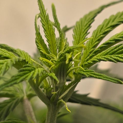 Grow No°2 - Purple Bud #2 growlog timeline photo