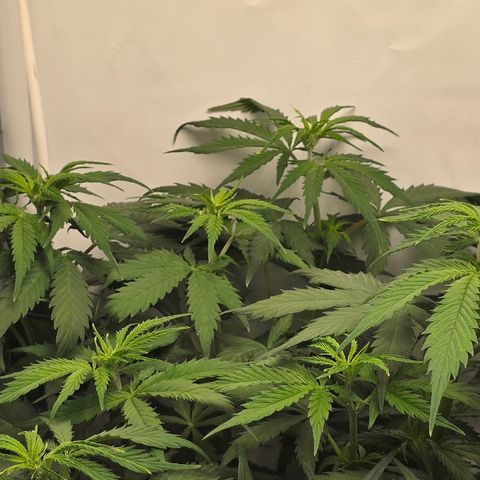 Grow No°2 - Purple Bud #2 growlog timeline photo