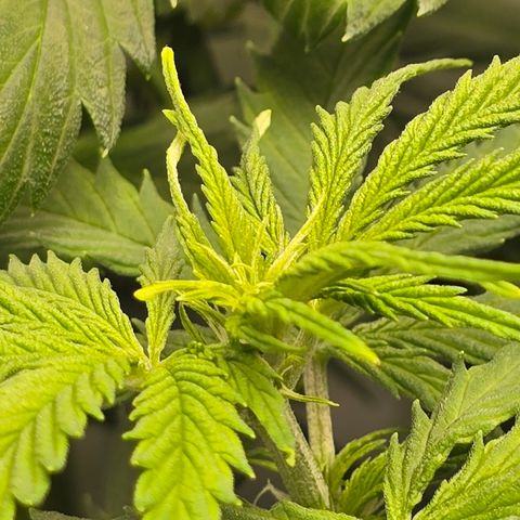 Grow No°2 - Purple Bud #2 growlog timeline photo