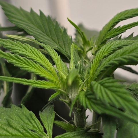 Grow No°2 - Purple Bud #2 growlog timeline photo