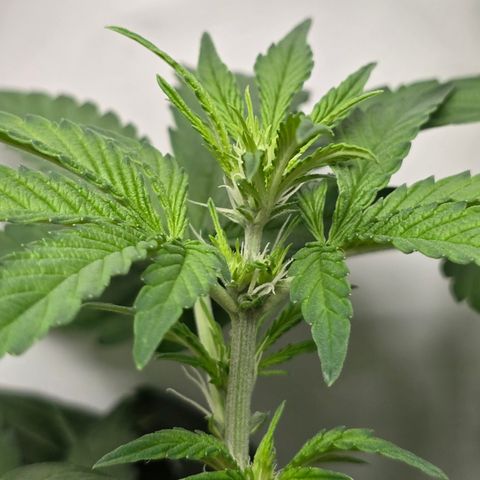 Grow No°2 - Blueberry Zkittlez #2 growlog timeline photo