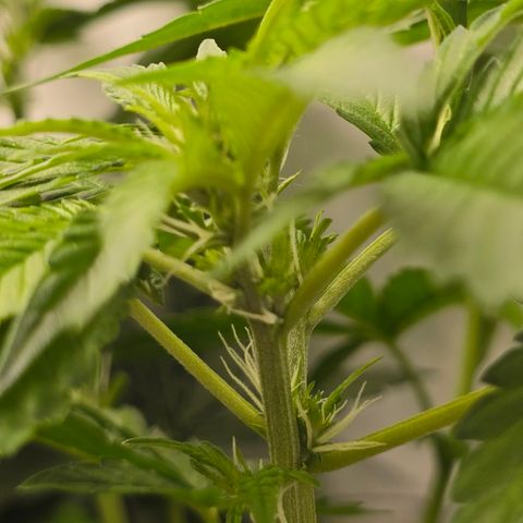 Grow No°2 - Blueberry Zkittlez #2 growlog timeline photo