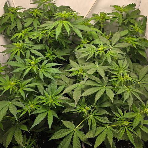 Grow No°2 - Purple Bud #1 growlog timeline photo