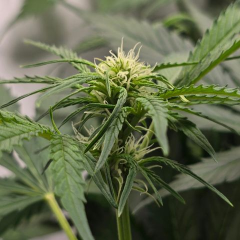 Grow No°2 - Purple Bud #1 growlog timeline photo