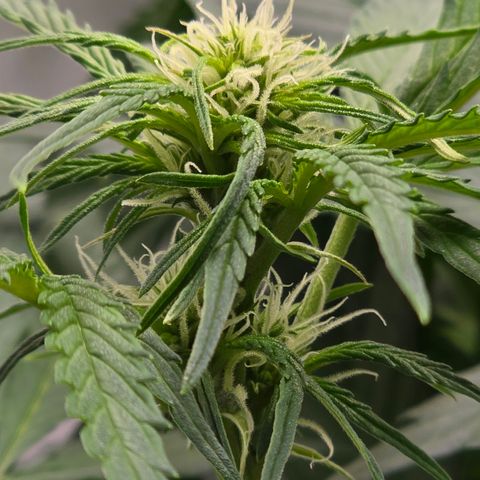 Grow No°2 - Purple Bud #1 growlog timeline photo