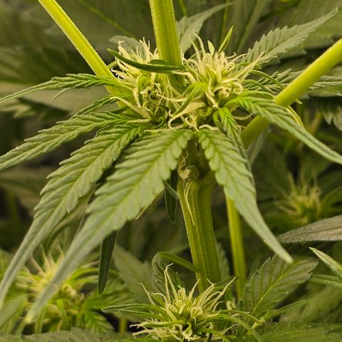 Grow No°2 - Purple Bud #1 growlog timeline photo