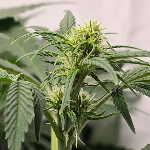 Grow No°2 - Blueberry Zkittlez #1 growlog timeline photo