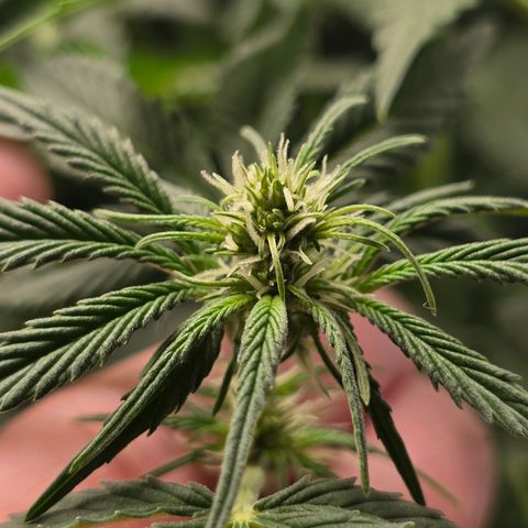 Grow No°2 - Blueberry Zkittlez #1 growlog timeline photo