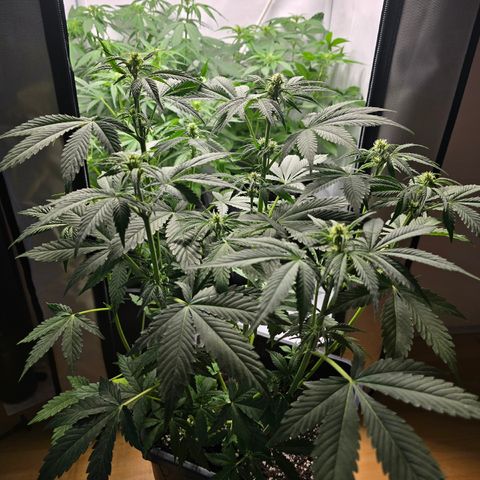 Grow No°2 - Blueberry Zkittlez #1 growlog timeline photo
