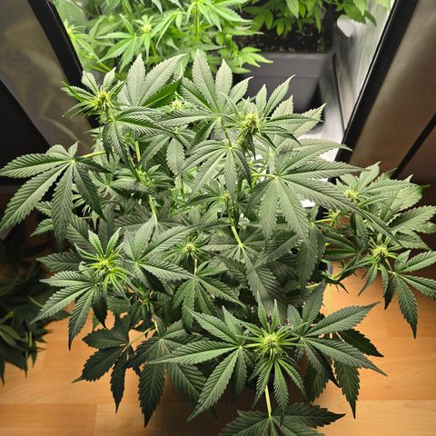 Grow No°2 - Blueberry Zkittlez #1 growlog timeline photo