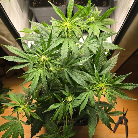 Grow No°2 - Purple Bud #1 growlog timeline photo