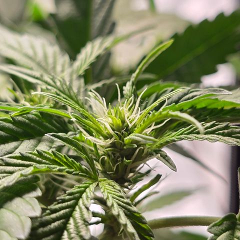 Grow No°2 - Blueberry Zkittlez #2 growlog timeline photo