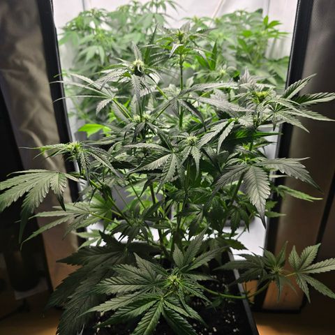 Grow No°2 - Blueberry Zkittlez #2 growlog timeline photo