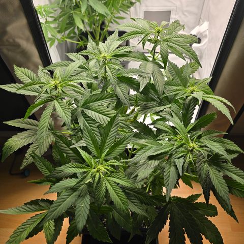 Grow No°2 - Blueberry Zkittlez #2 growlog timeline photo