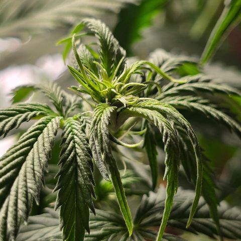Grow No°2 - Purple Bud #2 growlog timeline photo