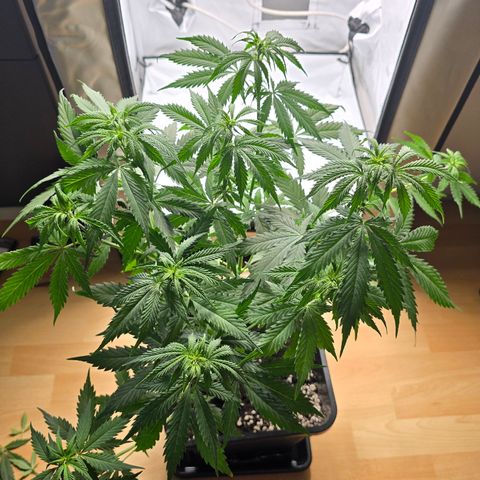 Grow No°2 - Purple Bud #2 growlog timeline photo