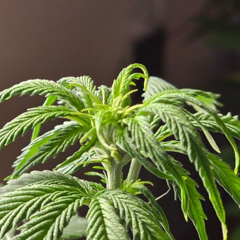 Grow No°2 - Purple Bud #2 growlog timeline photo