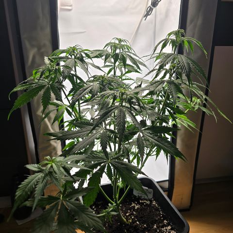 Grow No°2 - Purple Bud #2 growlog timeline photo