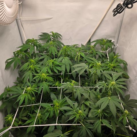 Grow No°2 - Purple Bud #1 growlog timeline photo