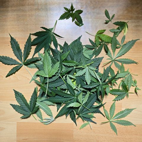 Grow No°2 - Purple Bud #1 growlog timeline photo