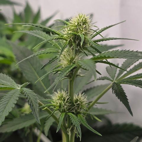 Grow No°2 - Blueberry Zkittlez #1 growlog timeline photo